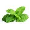 Gel de dus, cu roinita BIO, Life Care®